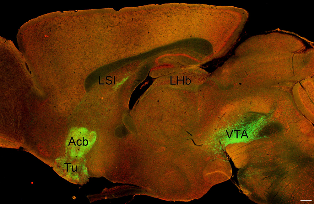 VTA MC3R Efferent Projections